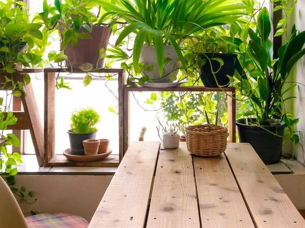 Various potted plants arranged on shelves and a wooden bench