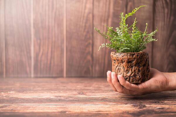 Hands gently holding a potted plant above a wooden table